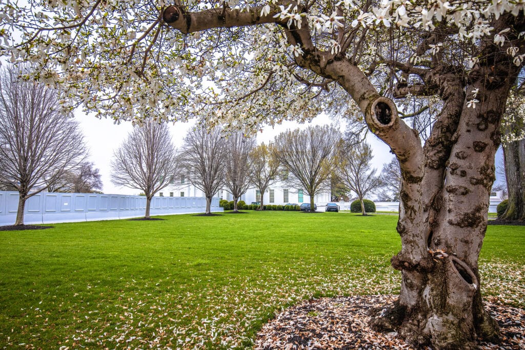 Image of the White House gardens