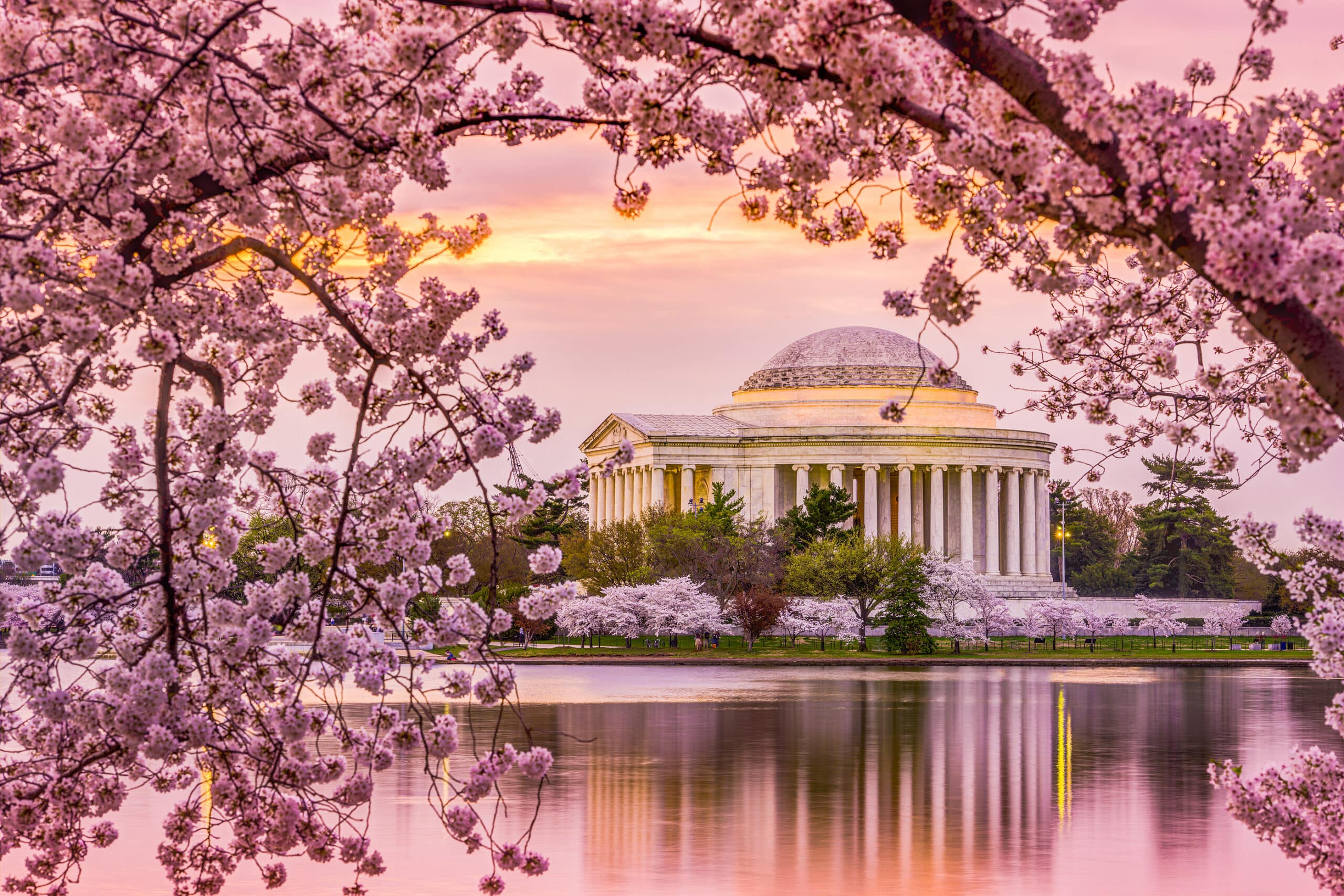 Image of the cherry blossoms at the Tidal Basin